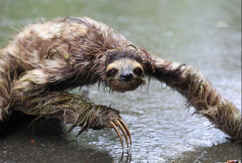 15 datos asombrosos sobre animales que los científicos guardan silencio