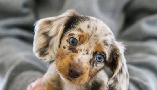 15 de los más hermosos cachorros que hará ternura