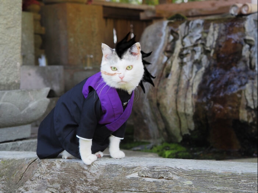 15 disfraces hechos a mano que este chico creó para los cosplays de sus gatos