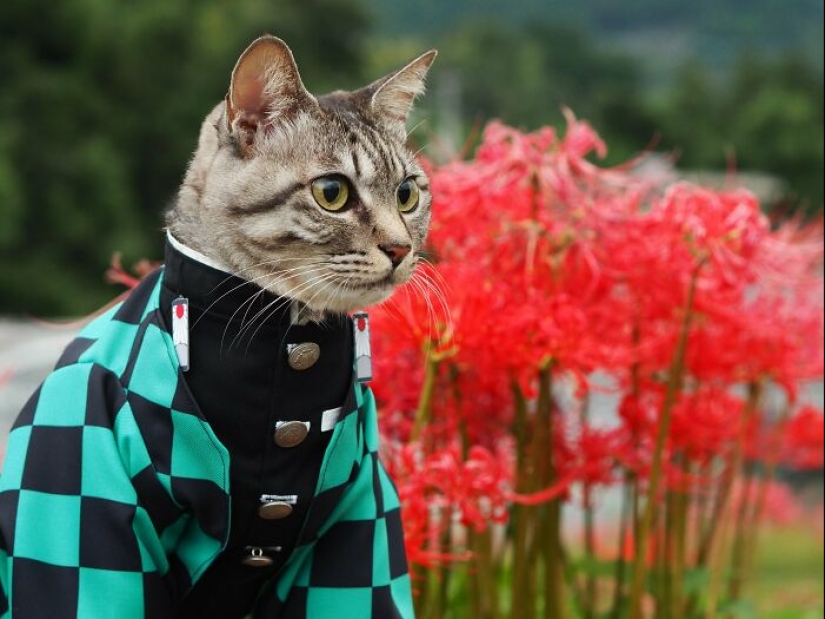 15 disfraces hechos a mano que este chico creó para los cosplays de sus gatos