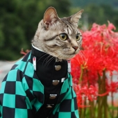 15 disfraces hechos a mano que este chico creó para los cosplays de sus gatos