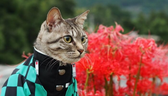 15 disfraces hechos a mano que este chico creó para los cosplays de sus gatos