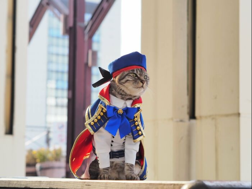 15 disfraces hechos a mano que este chico creó para los cosplays de sus gatos