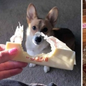 15 dogs that tried to be good and obedient, but something went wrong