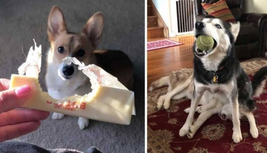 15 dogs that tried to be good and obedient, but something went wrong