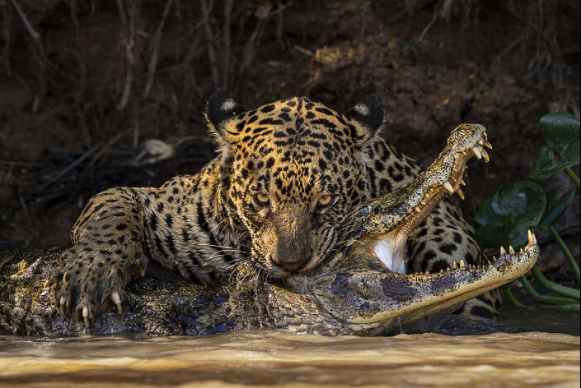 15 fascinantes fotografías del fotógrafo de vida silvestre del año 2024