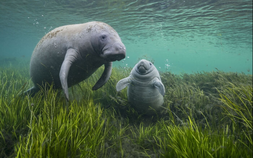 15 fascinantes fotografías del fotógrafo de vida silvestre del año 2024