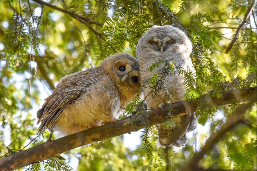 15 fascinantes fotografías del fotógrafo de vida silvestre del año 2024