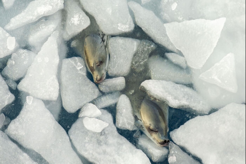 15 fascinantes fotografías del fotógrafo de vida silvestre del año 2024