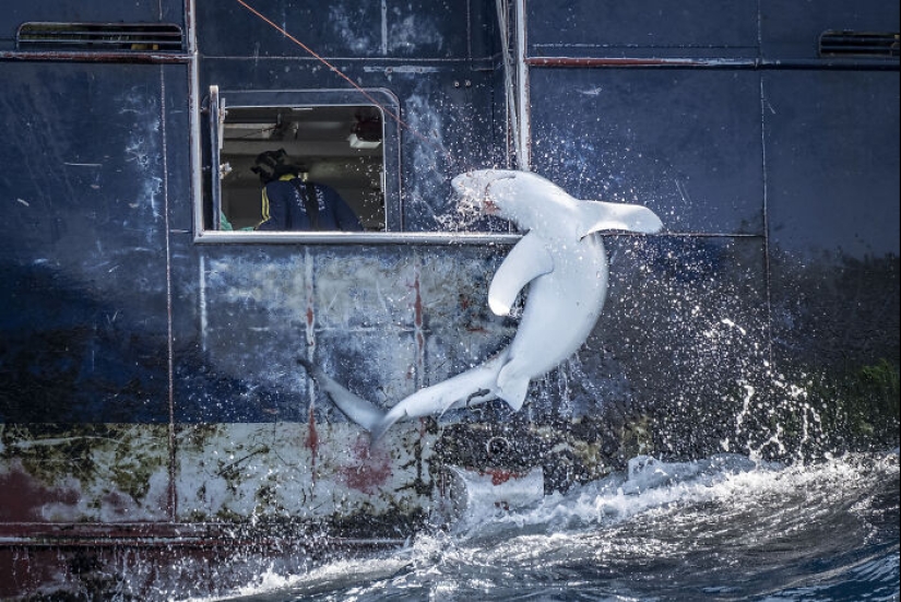 15 fascinantes fotografías del fotógrafo de vida silvestre del año 2024