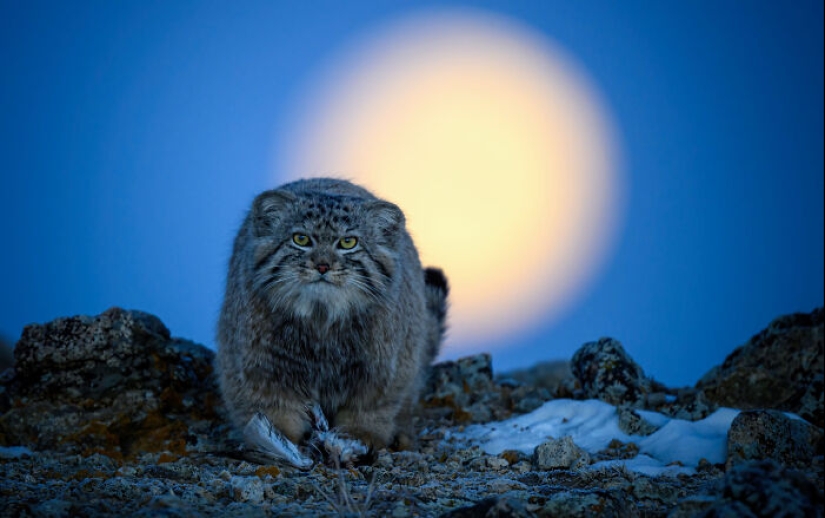 15 fascinantes fotografías del fotógrafo de vida silvestre del año 2024