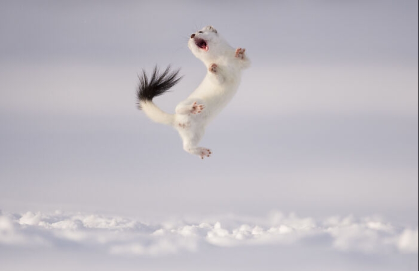 15 fascinantes fotografías del fotógrafo de vida silvestre del año 2024