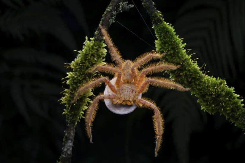 15 fascinantes fotografías del fotógrafo de vida silvestre del año 2024