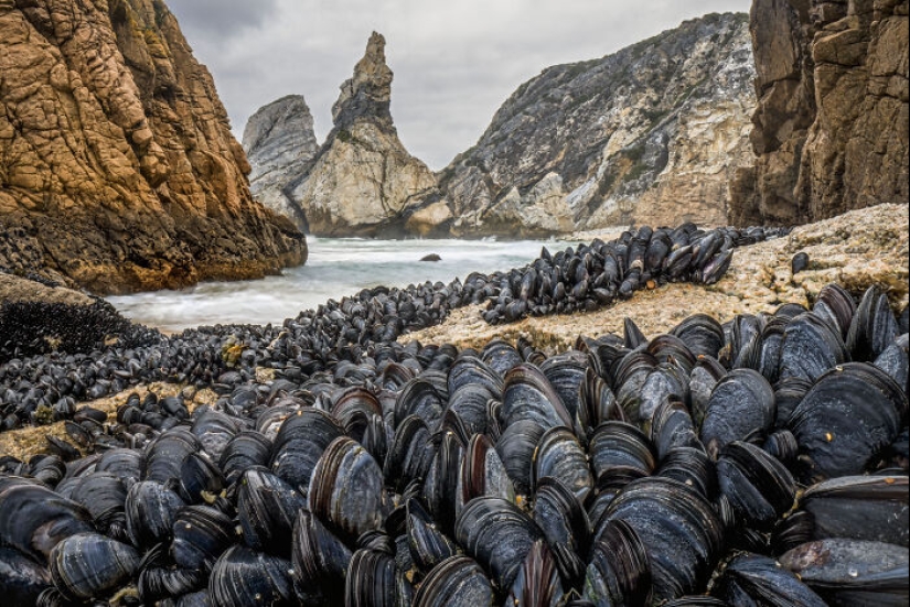 15 fascinantes fotografías del fotógrafo de vida silvestre del año 2024