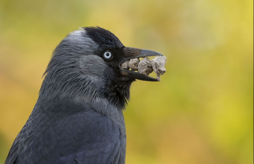 15 fascinantes fotografías del fotógrafo de vida silvestre del año 2024