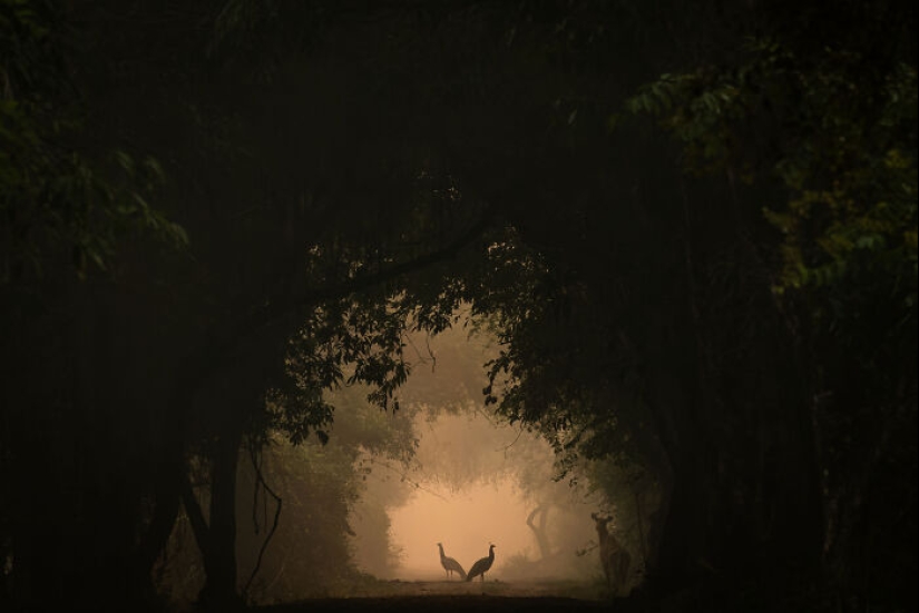 15 fascinantes fotografías del fotógrafo de vida silvestre del año 2024