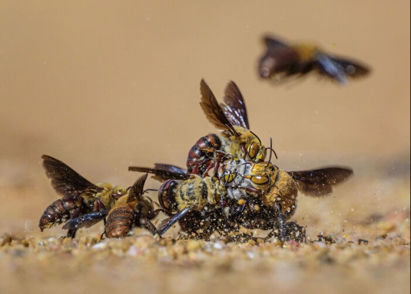 15 fascinantes fotografías del fotógrafo de vida silvestre del año 2024