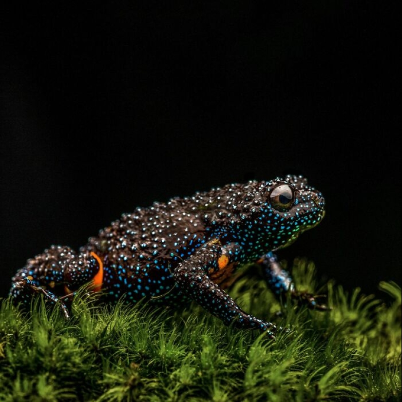 15 Fascinating Close-Up Frog Photos By Biju Pb