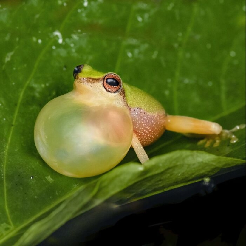 15 Fascinating Close-Up Frog Photos By Biju Pb