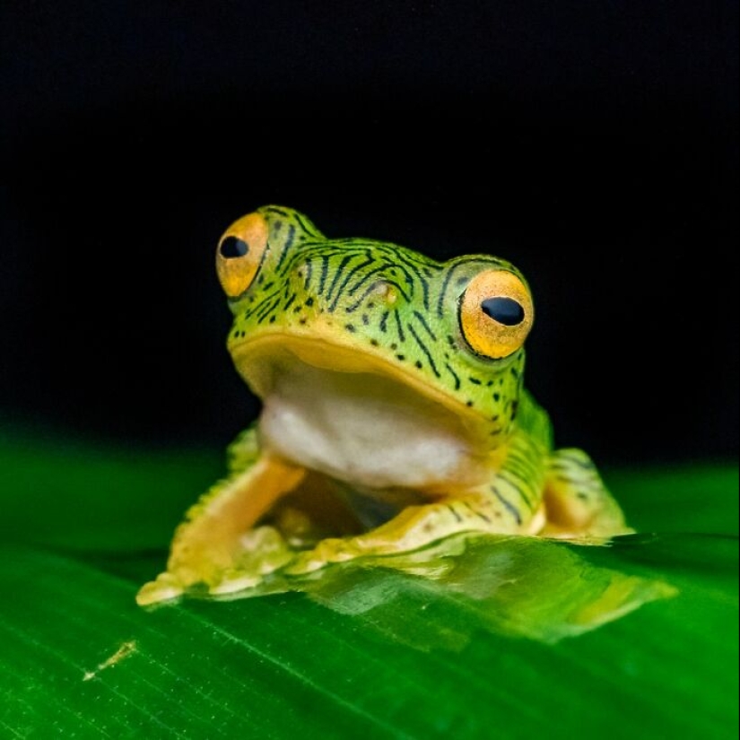 15 Fascinating Close-Up Frog Photos By Biju Pb