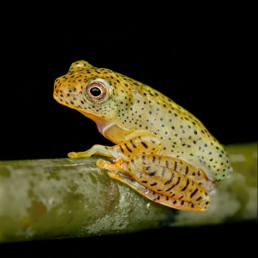 15 Fascinating Close-Up Frog Photos By Biju Pb