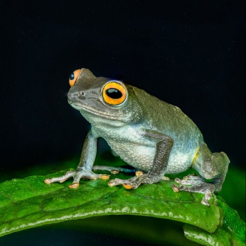 15 Fascinating Close-Up Frog Photos By Biju Pb