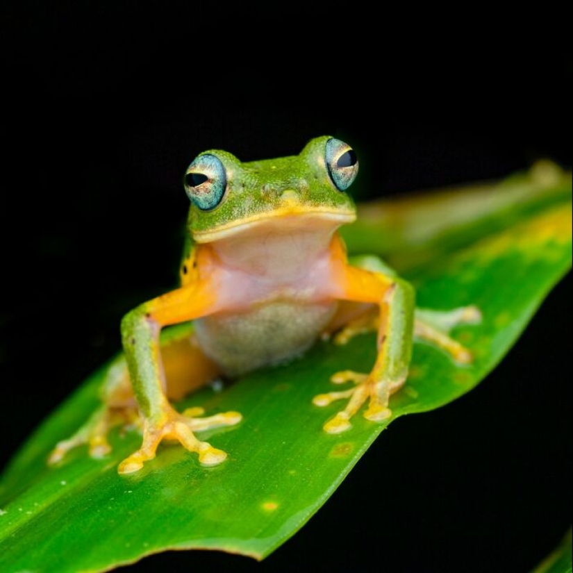 15 Fascinating Close-Up Frog Photos By Biju Pb