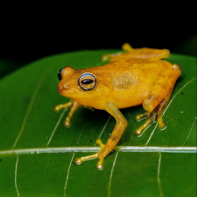 15 Fascinating Close-Up Frog Photos By Biju Pb