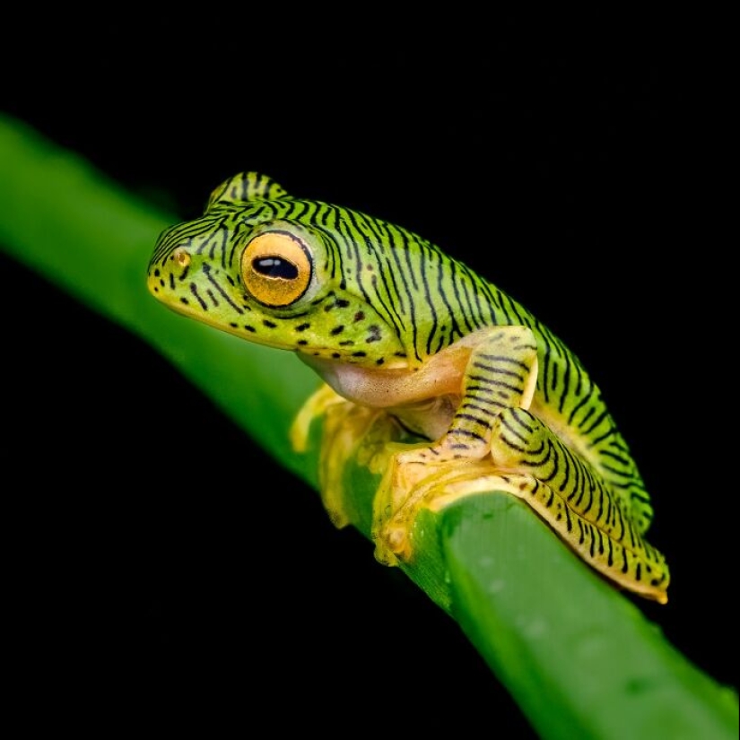 15 Fascinating Close-Up Frog Photos By Biju Pb