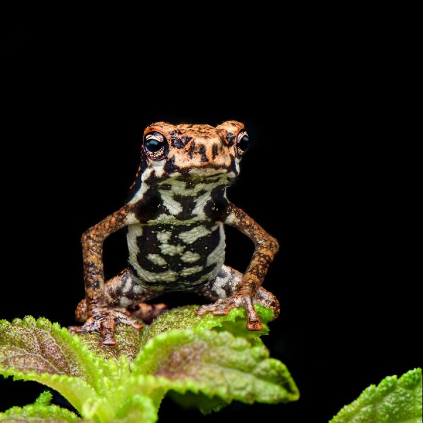 15 Fascinating Close-Up Frog Photos By Biju Pb