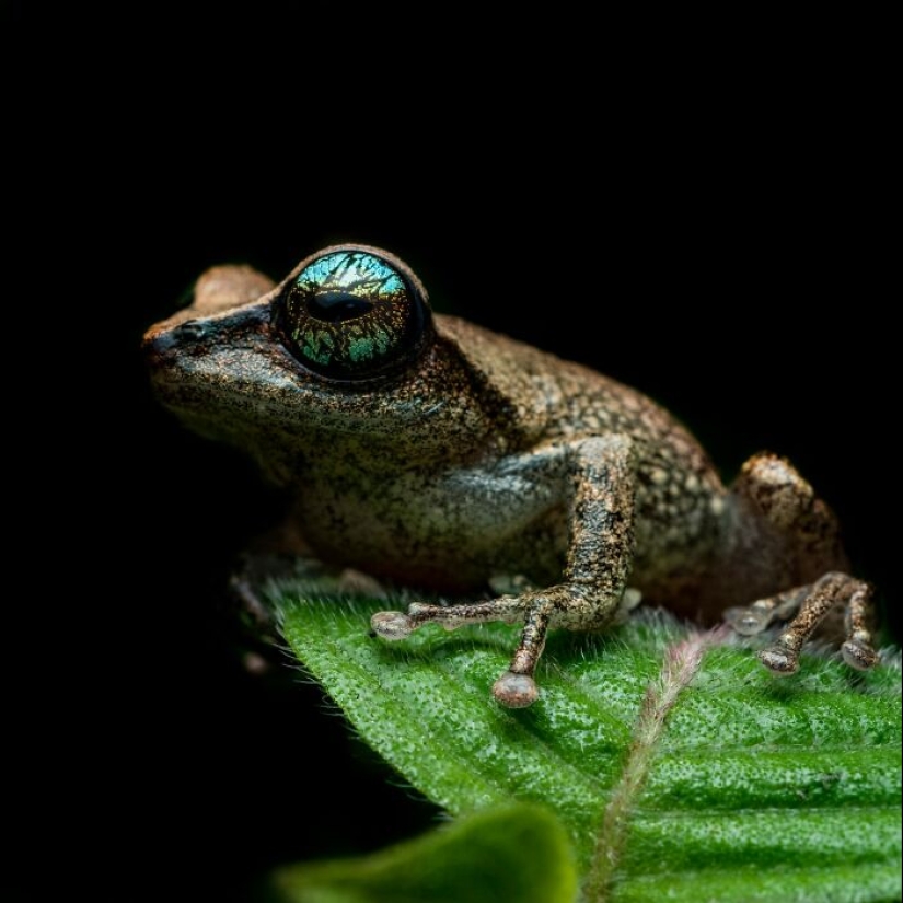 15 Fascinating Close-Up Frog Photos By Biju Pb