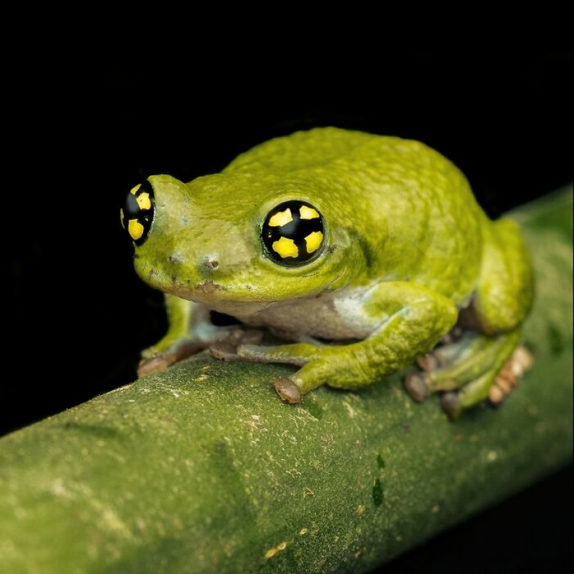 15 Fascinating Close-Up Frog Photos By Biju Pb