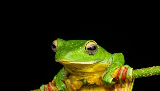 15 Fascinating Close-Up Frog Photos By Biju Pb