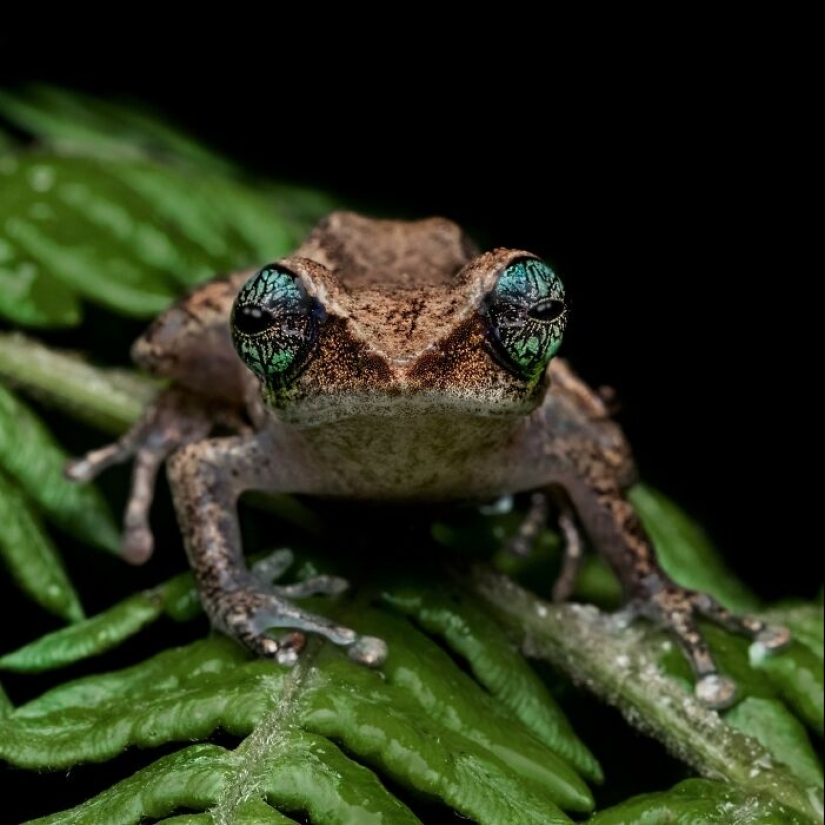 15 Fascinating Close-Up Frog Photos By Biju Pb