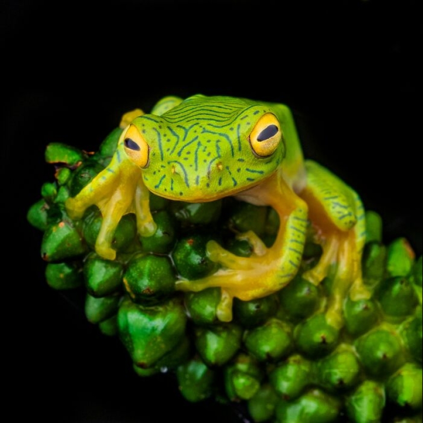 15 Fascinating Close-Up Frog Photos By Biju Pb