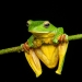 15 Fascinating Close-Up Frog Photos By Biju Pb