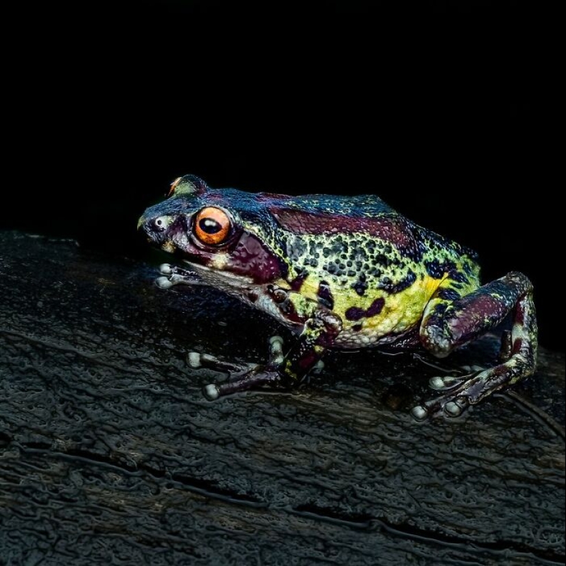 15 Fascinating Close-Up Frog Photos By Biju Pb