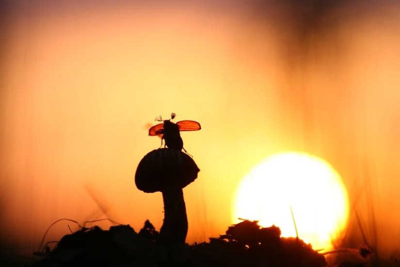 15 fotografías sobre la naturaleza salvaje: lo más desconocido del mundo