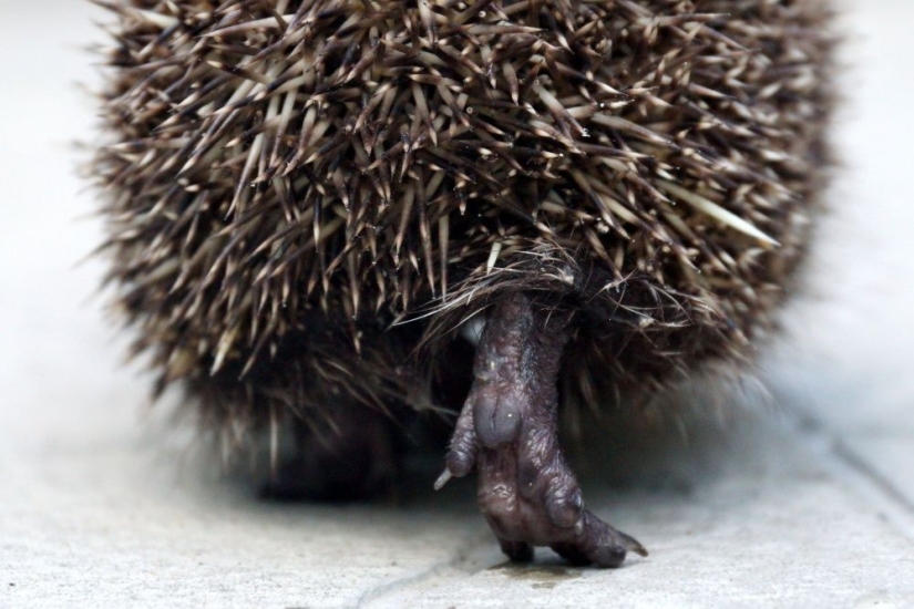 15 fotografías sobre la naturaleza salvaje: lo más desconocido del mundo