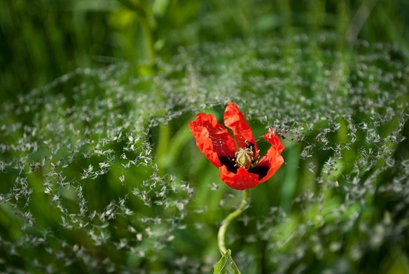 15 fotografías sobre la naturaleza salvaje: lo más desconocido del mundo