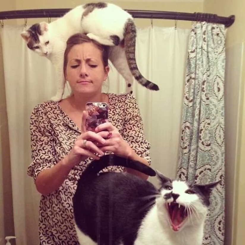 15 gatos que odian a los selfies con la gente