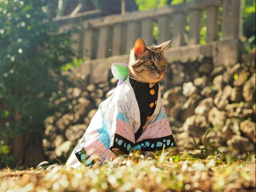 15 Handmade Costumes That This Guy Created For His Cats’ Cosplays