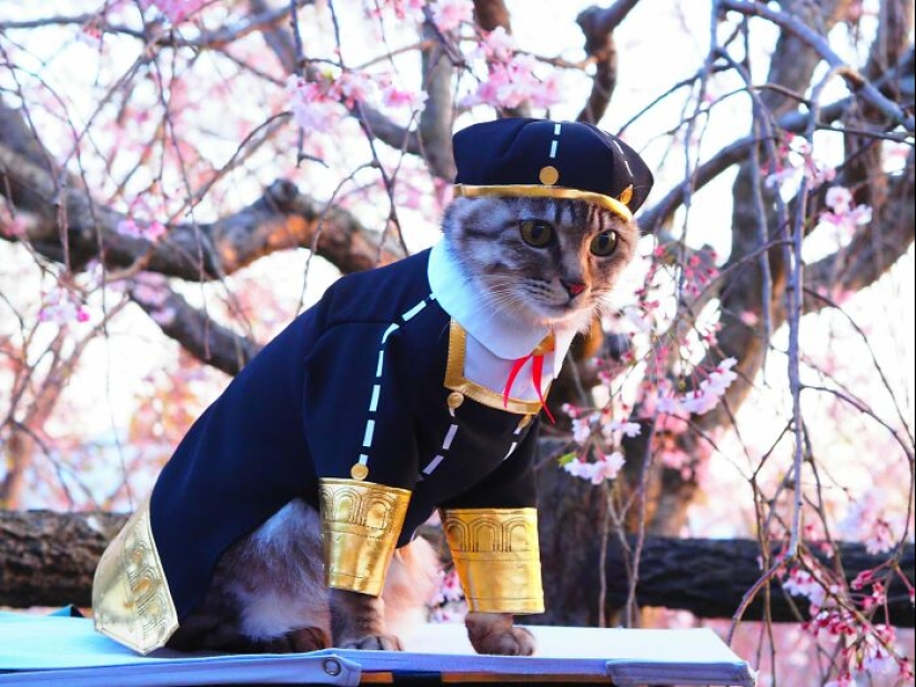 15 Handmade Costumes That This Guy Created For His Cats’ Cosplays