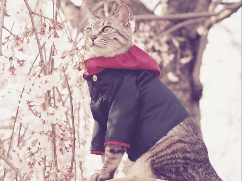 15 Handmade Costumes That This Guy Created For His Cats’ Cosplays