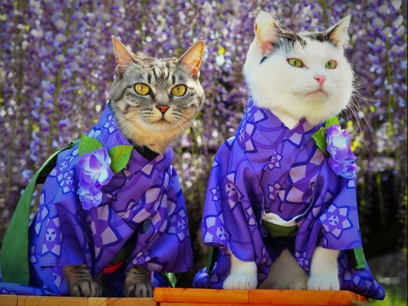 15 Handmade Costumes That This Guy Created For His Cats’ Cosplays