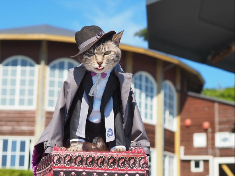 15 Handmade Costumes That This Guy Created For His Cats’ Cosplays