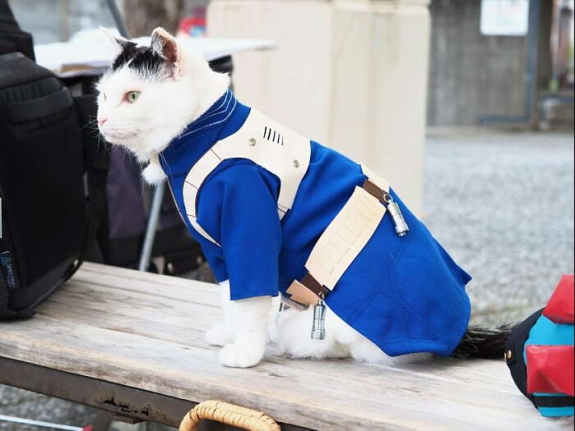 15 Handmade Costumes That This Guy Created For His Cats’ Cosplays