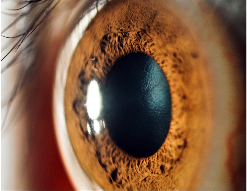 15 hechos sobre los ojos que te sorprenderán
