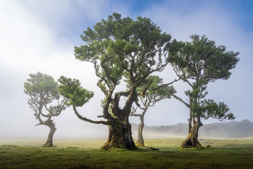 15 hermosas fotos de la mística de los bosques en la isla de Madeira