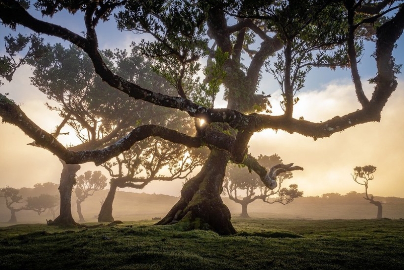 15 hermosas fotos de la mística de los bosques en la isla de Madeira